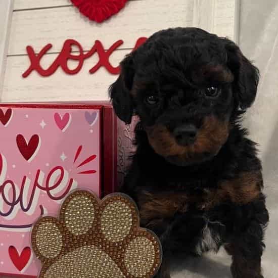 Phantom  - Toy Poodle Male