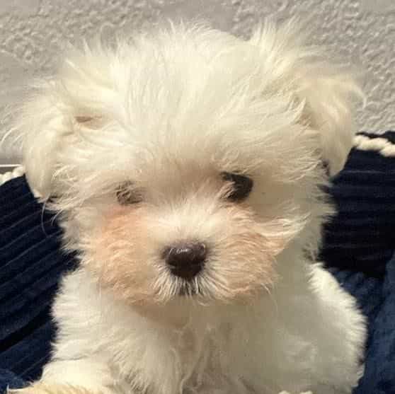 Simon - Maltese Male