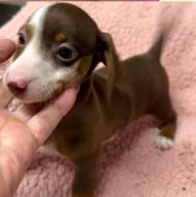 Cara - Dachshund Female