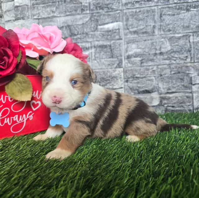 Cheif - Australian Shepherd Male