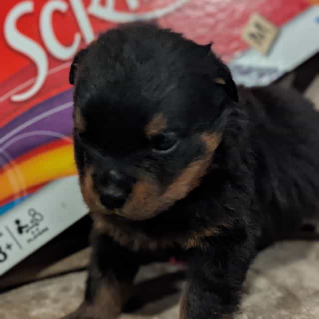 Layla - Rottweiler Female