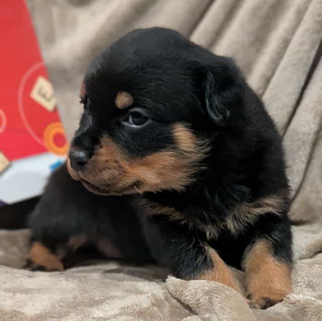 Luca - Rottweiler Male