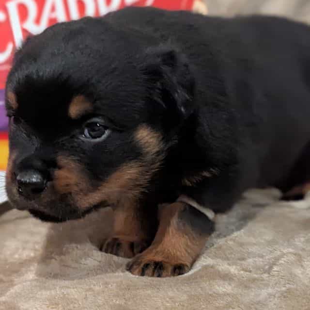 Luey - Rottweiler Male