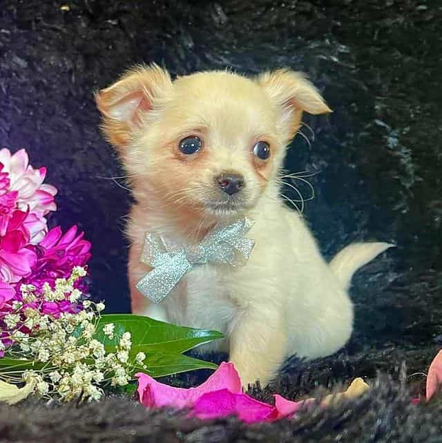 Silver Bow - Chihuahua Male
