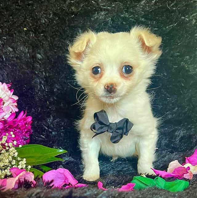 Mr Bean - Chihuahua Male
