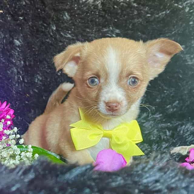 Taco ( Yellow B - Chihuahua Male