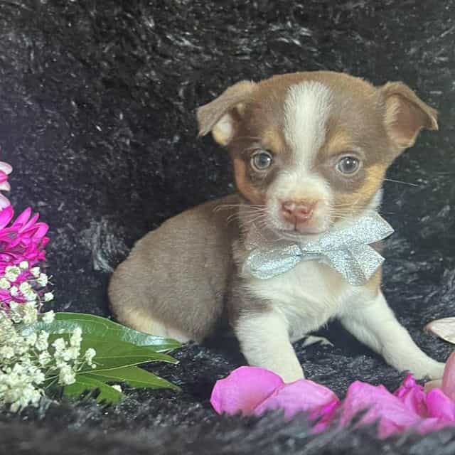 Choco - Chihuahua Male