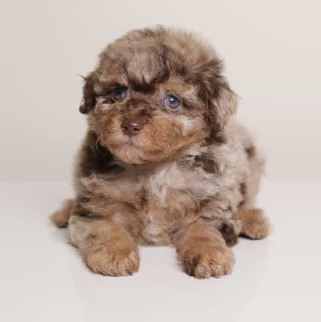 LUCILE — CHOCOL - Toy Poodle Female