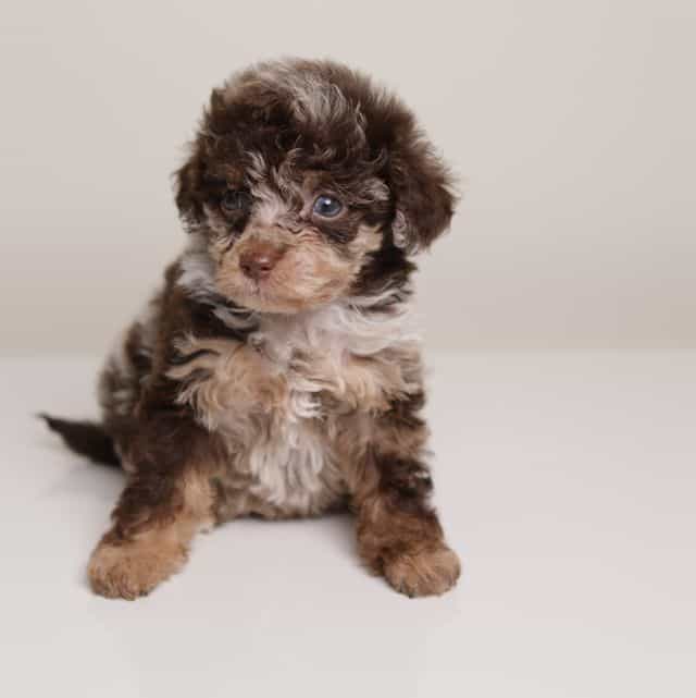 LINDSEY — DARK  - Toy Poodle Female