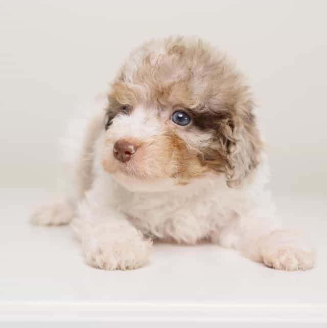 LOKI — WHITE TR - Toy Poodle Male