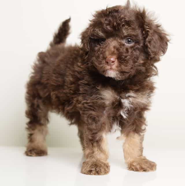 LUCIAN — CHOCOL - Toy Poodle Male