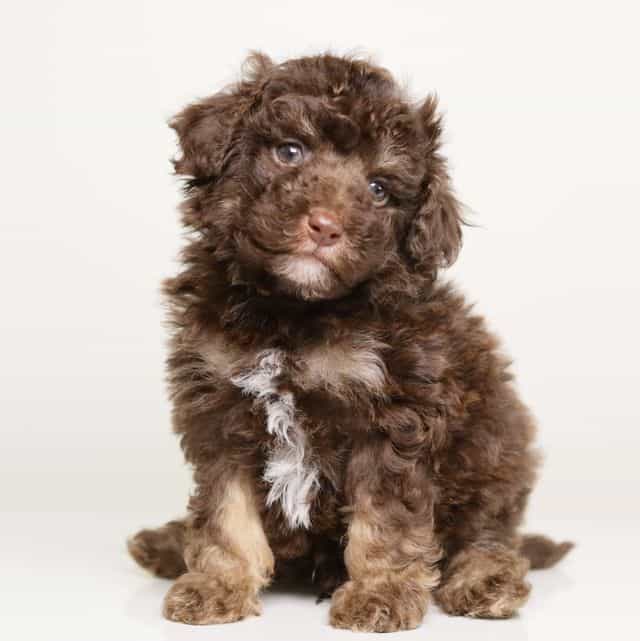 LUCIAN — CHOCOL - Toy Poodle Male