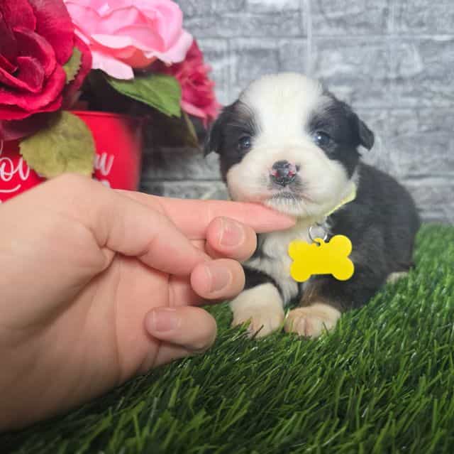 Casey  - Australian Shepherd Female