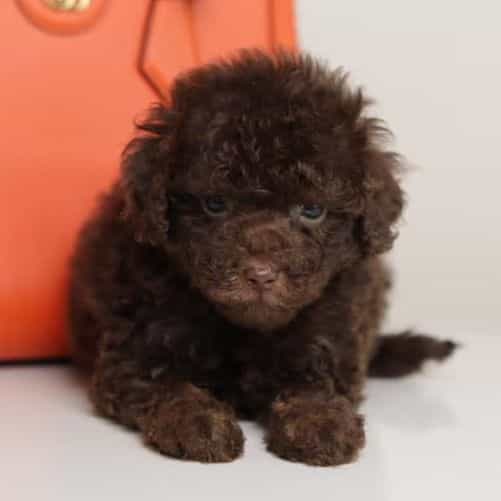 LUCAS — CHOCOLA - Toy Poodle Male