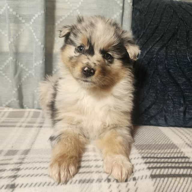 Female 1  - Australian Shepherd Female