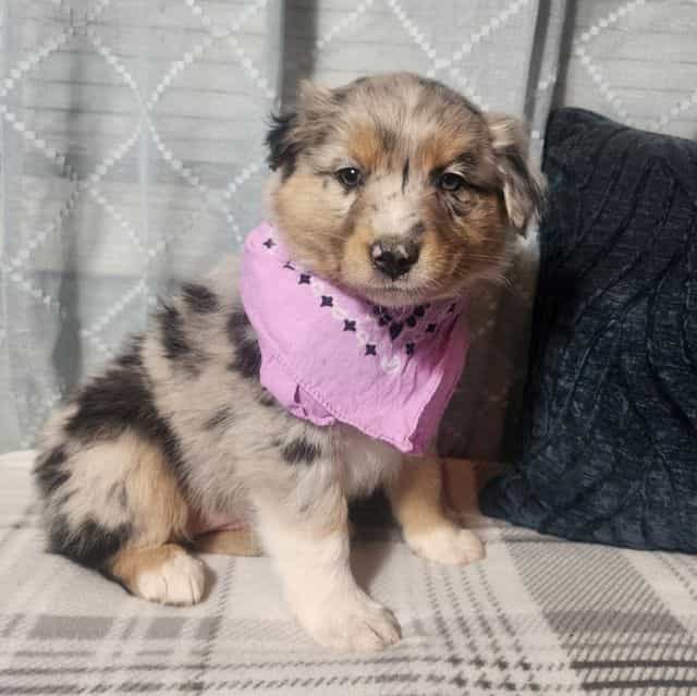Female 2 - Australian Shepherd Female