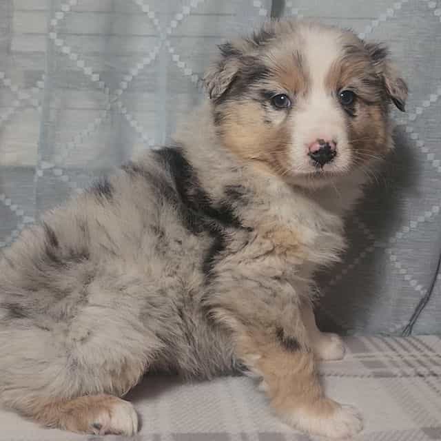 Male Blue Merle - Australian Shepherd Male
