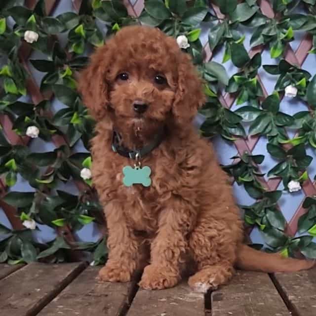 Dark Red - Cavapoo Male