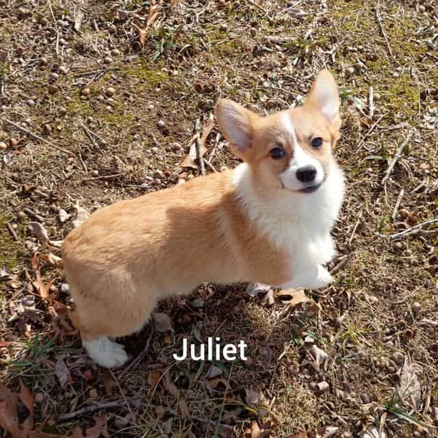 Juliet  - Pembroke Welsh Corgi Female