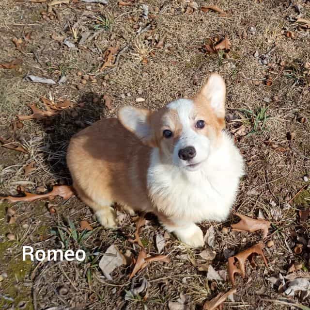 Romeo  - Pembroke Welsh Corgi Male