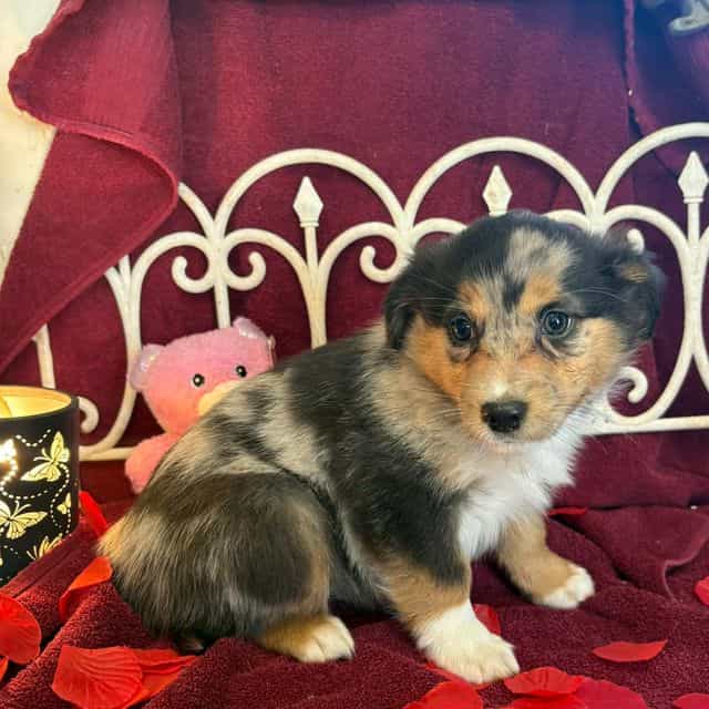 Hawaii - Australian Shepherd Female