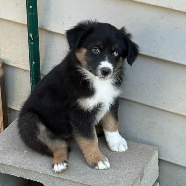 Orgeon - Australian Shepherd Female