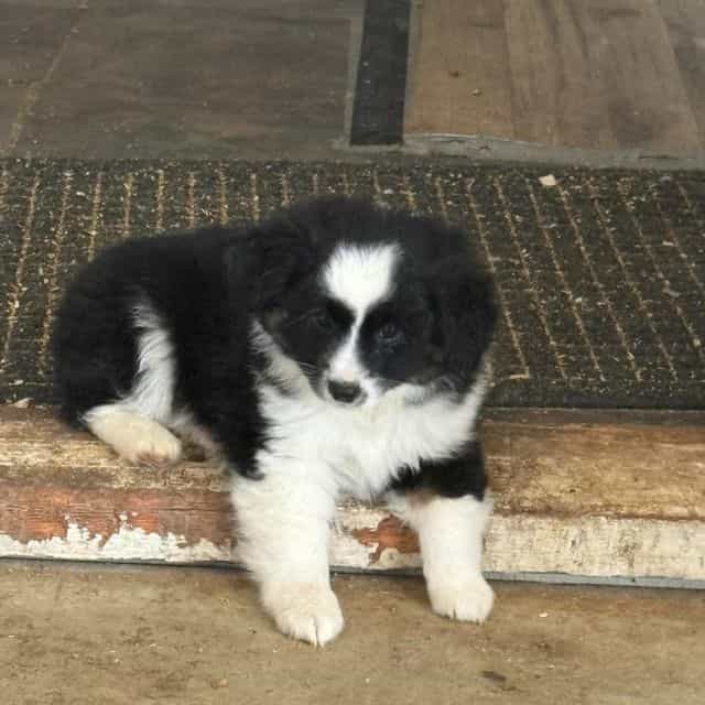 Kentucky - Aussiedoodle Male
