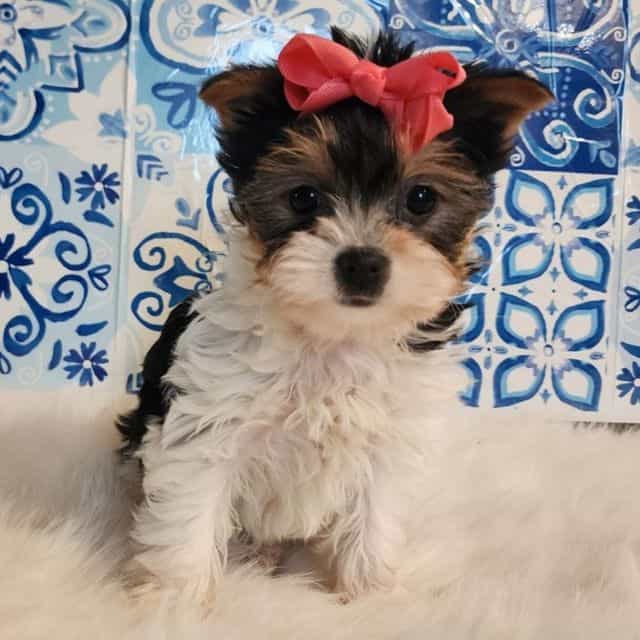 Pippy - Yorkshire Terrier Female