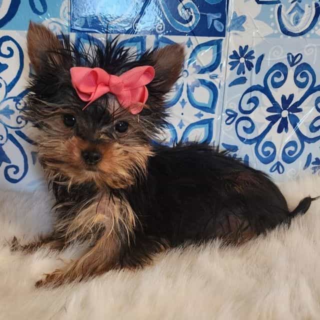 Sadie - Yorkshire Terrier Female