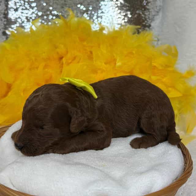 Brinley Yellow  - Goldendoodle Male