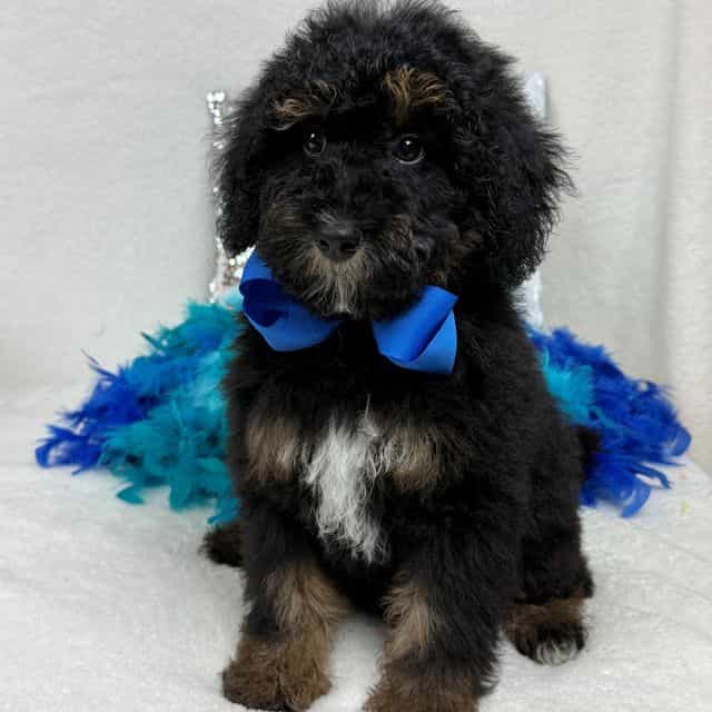 Elsa Blue Boy - Bernedoodle Male