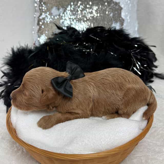 Brinley Black B - Goldendoodle Male