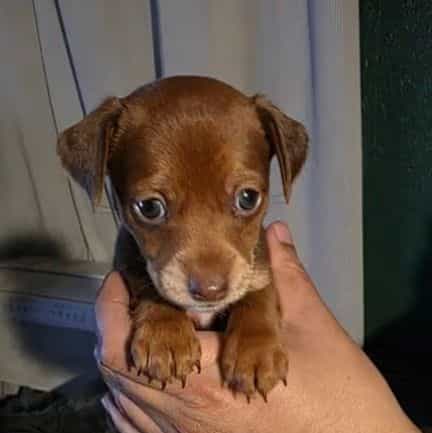 Chi chi (Tiny T - Chihuahua Female