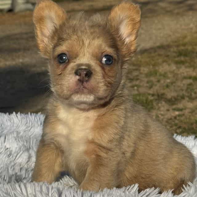Fawn - French Bulldog Female