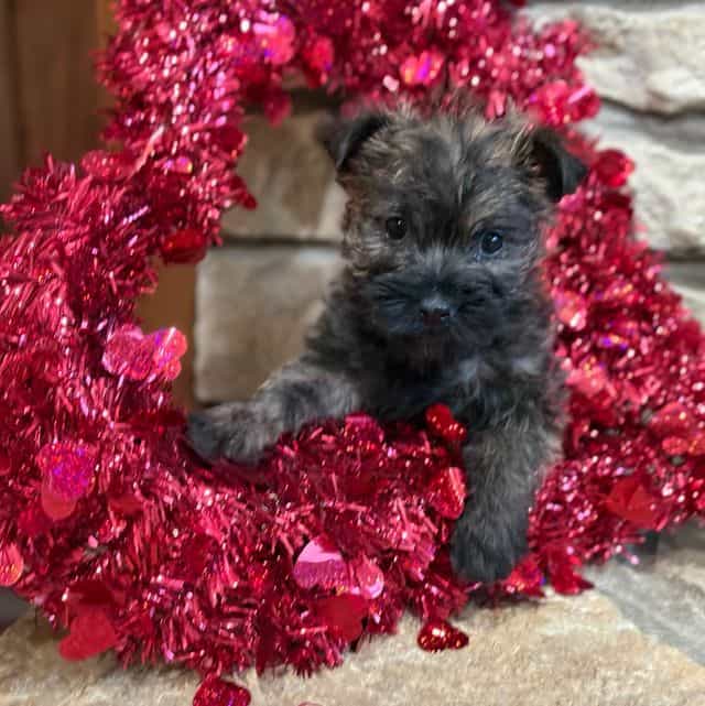 Duncan - Cairn Terrier Male
