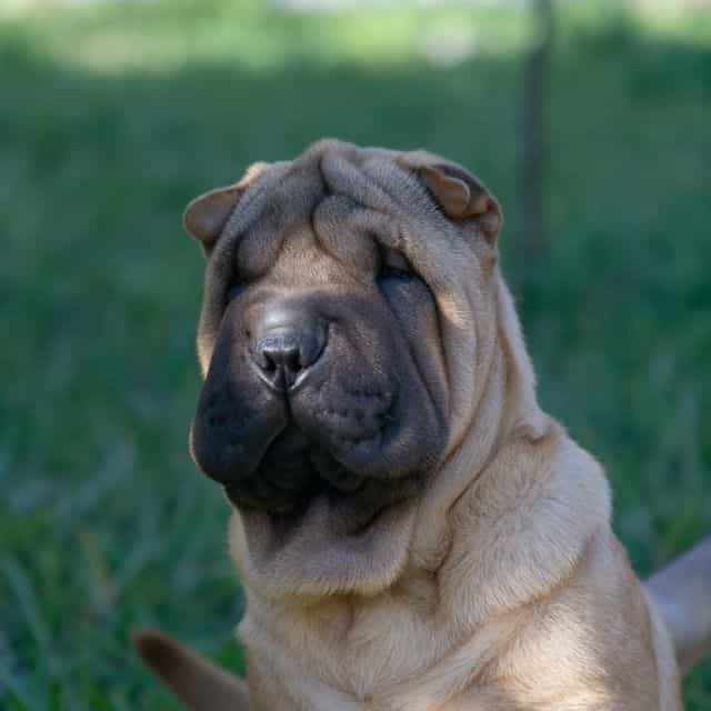 Briel - Chinese Shar-Pei Male