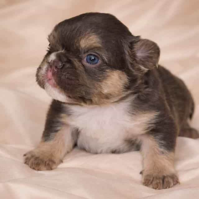 Hazel - French Bulldog Female