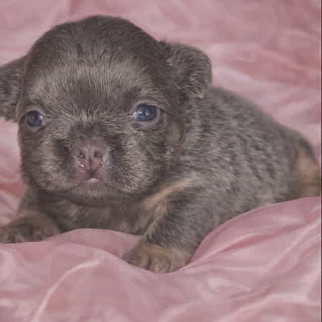 Sterling - French Bulldog Female