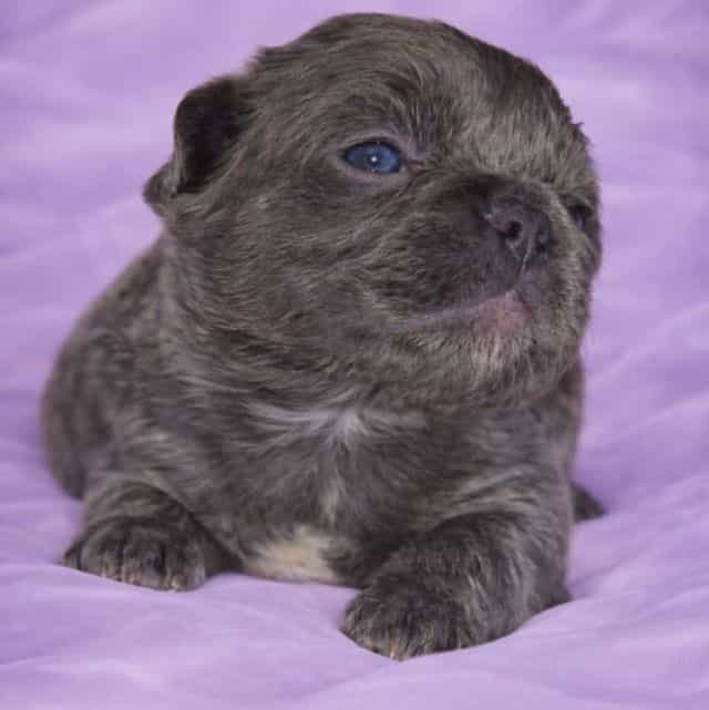 Star - French Bulldog Female