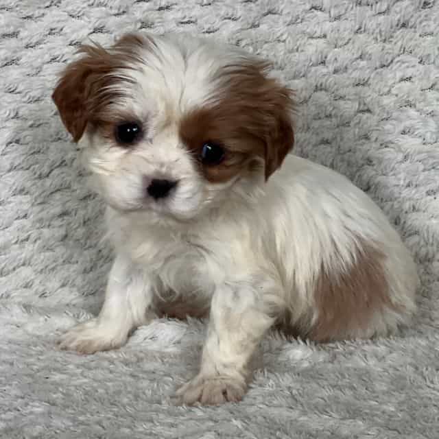 Dusty - Cavalier King Charles Spaniel Female