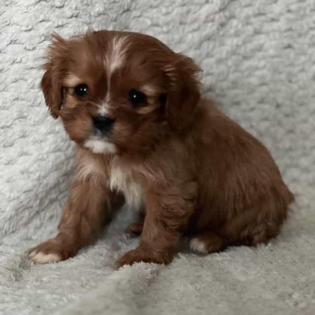 Dinah - Cavalier King Charles Spaniel Female