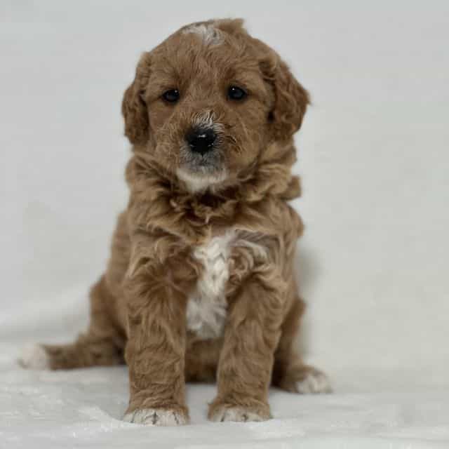 Biscuit - Goldendoodle Female