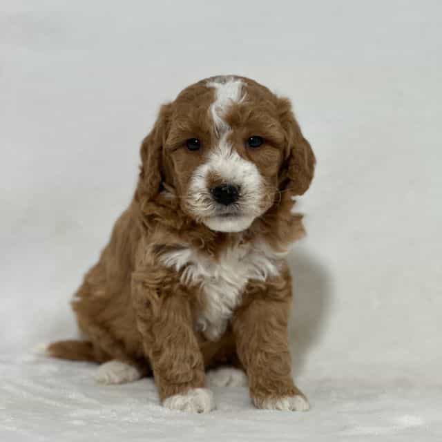 Bruno - Goldendoodle Male