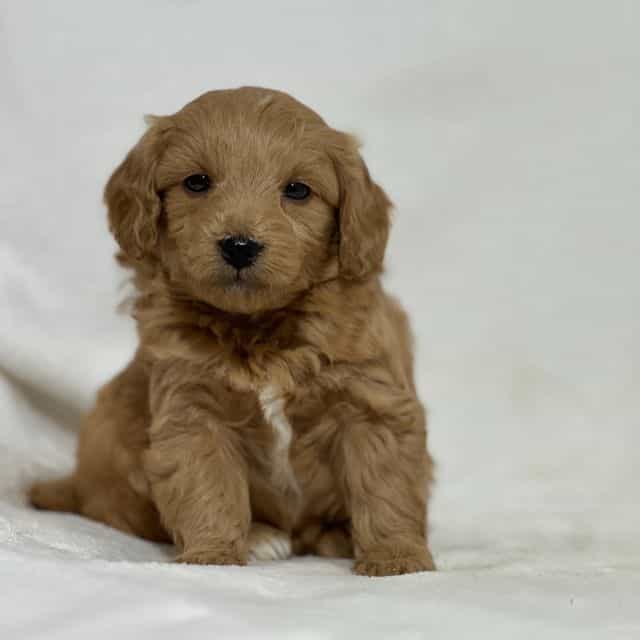 Boo - Goldendoodle Male