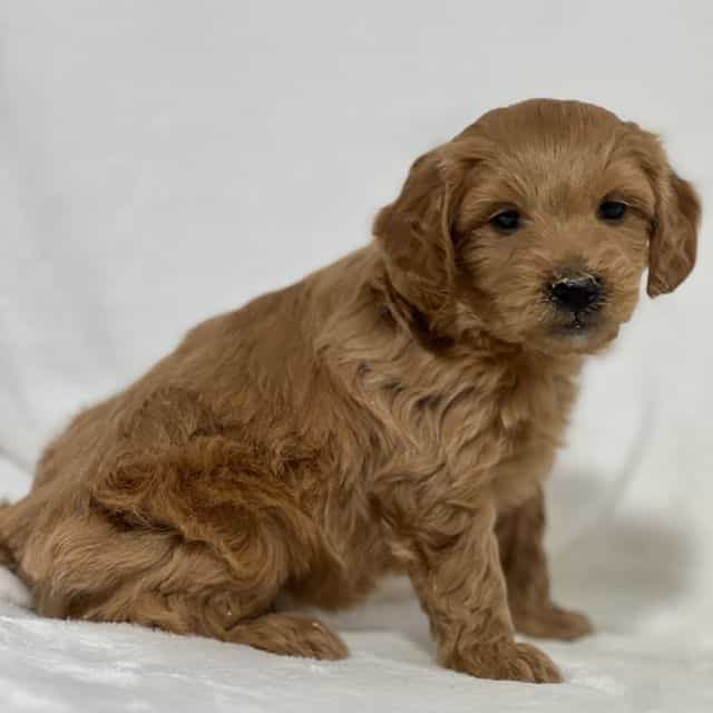 Brady - Goldendoodle Male