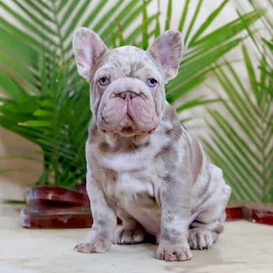 Martin - French Bulldog Male