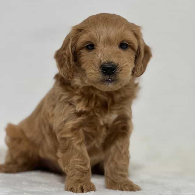 Bear - Goldendoodle Male