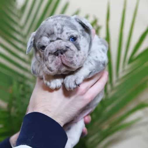 Rio - French Bulldog Male