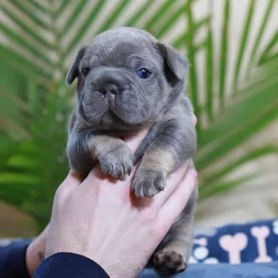 Ralf  - French Bulldog Male