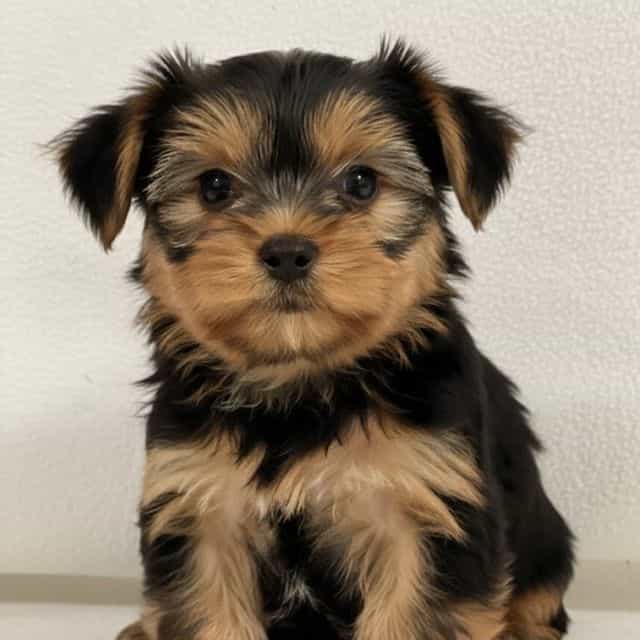 Beau - Yorkshire Terrier Male